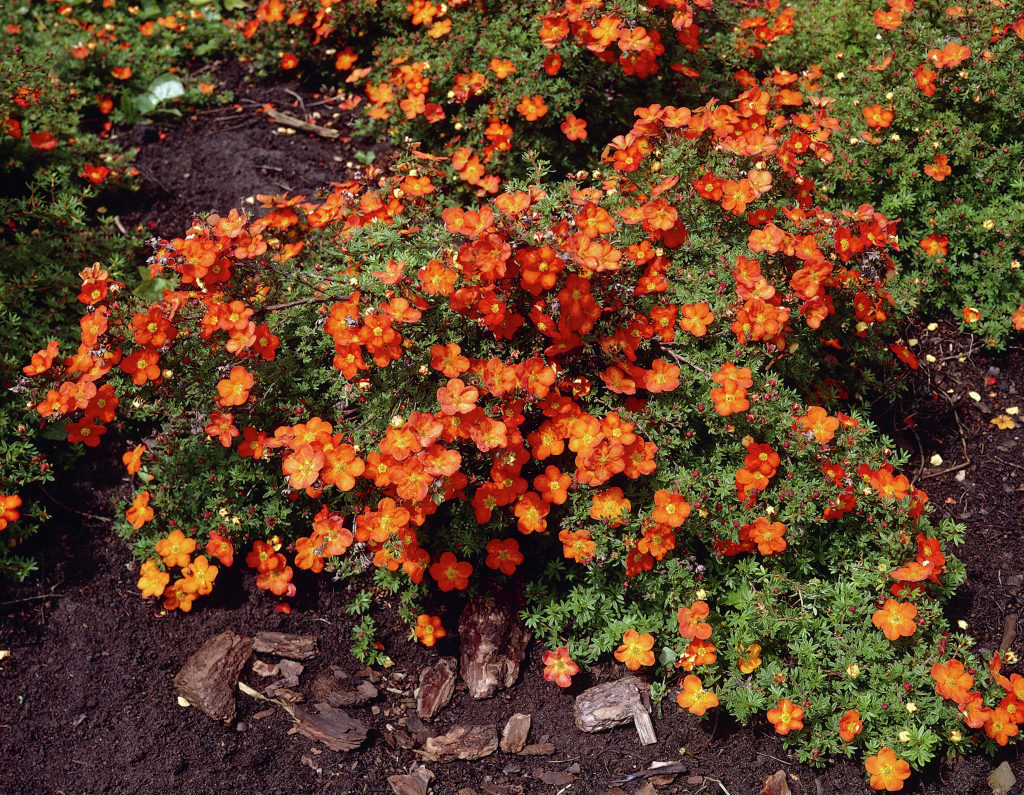 Potentilla fruticosa 'Red Ace'